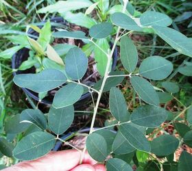 cassia tree, gardening, What kind of Cassia is this one