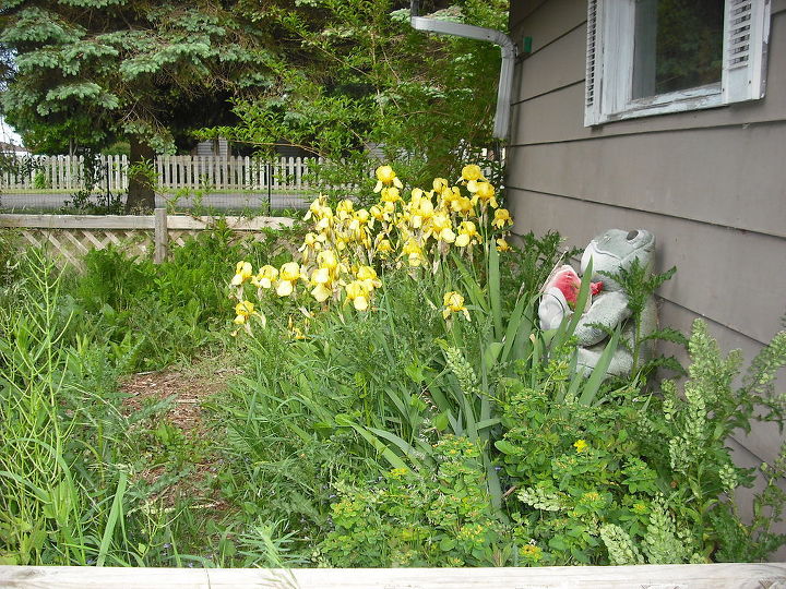 my iris in old garden, gardening
