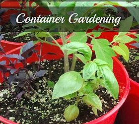 dollar store container gardening