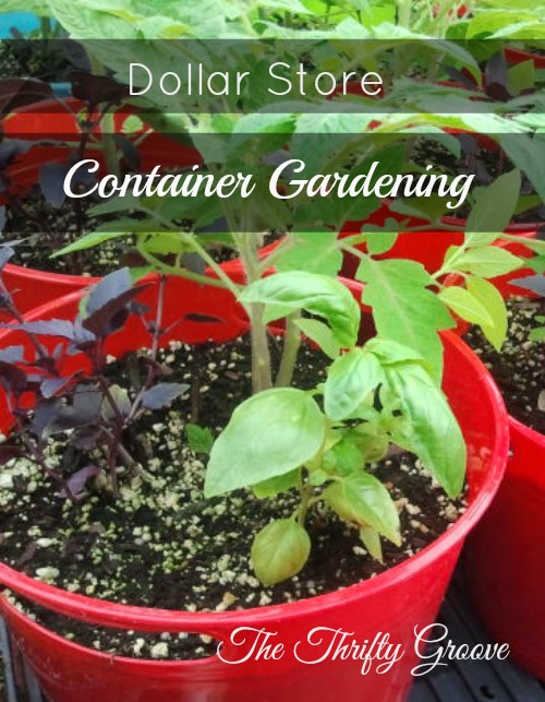 dollar store container gardening, container gardening, gardening