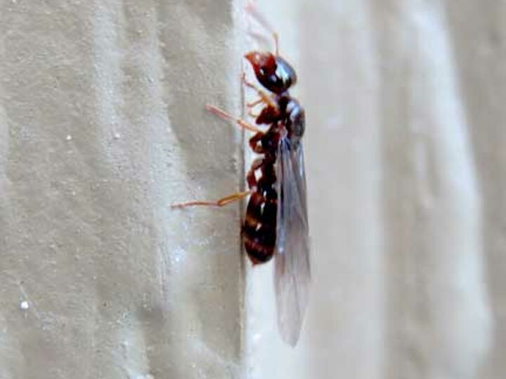 what are these insects, pets animals