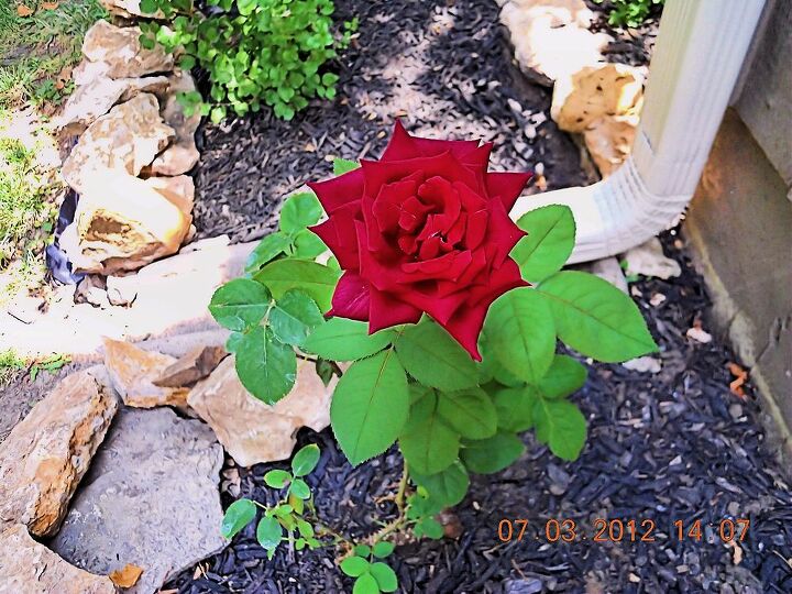 my perfect rose has bloomed, gardening