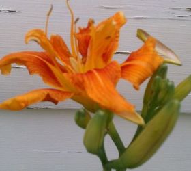 flowers blooming right now, flowers, gardening, hydrangea, Tiger lily