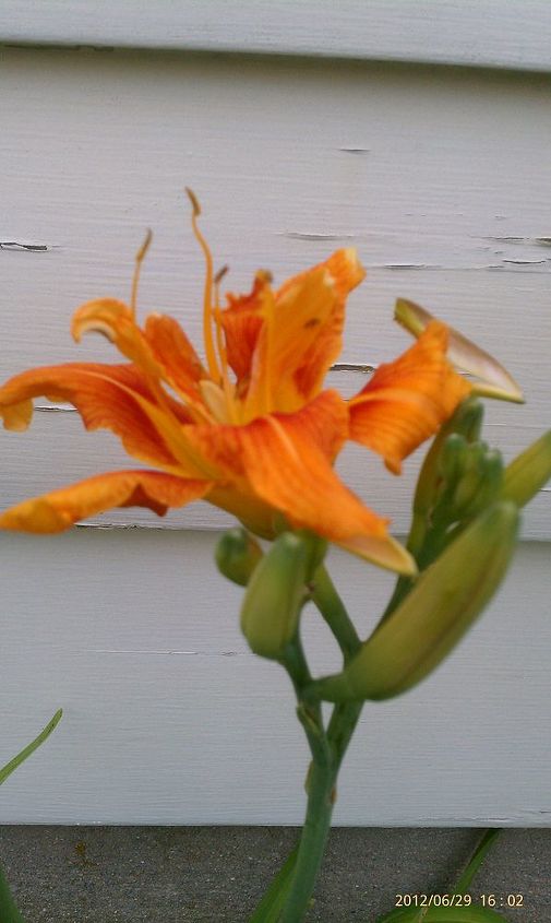 flowers blooming right now, flowers, gardening, hydrangea, Tiger lily