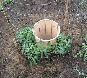 tomatoes and their need for water