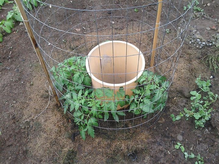 tomatoes and their need for water