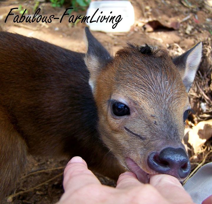 hand raising a wild antelope, homesteading, pets animals