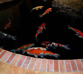 i designed and built this koi pond for my clients show fish it is over 39 000, These Koi all come from the mud ponds of Japan they are all show stoppers but are no longer being shown