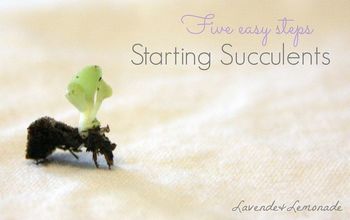 5 Simple Steps for Starting Succulents