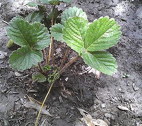 this year i planted pineapple 5 of them, gardening, another angle of the stawberry plants
