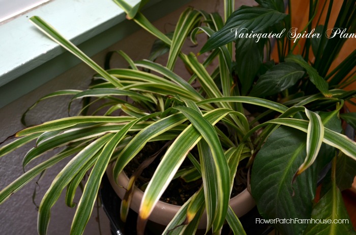 houseplants make indoor air healthier, gardening, Spider Plant