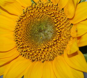 pt 3 of practically amp mostly care free flowers amp show stoppers, flowers, gardening, hydrangea, perennials, Once Sunflowers have faded dry out remove fuz and underneath you will find countless sunflower seeds that you save dry and harvest for next year