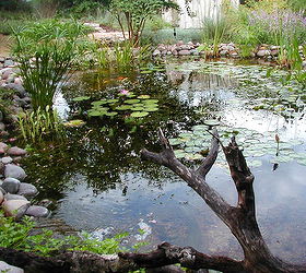 backyard pond ecosystem ponds ponds koi ponds waterfalls pondless waterfalls, outdoor living, ponds water features, Natural Looking Backyard Ecosystem Pond with waterfalls and streams near Austin TX