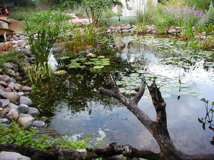 los estanques de jardn son la joya del estilo de vida acutico, Estanque ecol gico de aspecto natural con cascadas y arroyos cerca de Austin TX