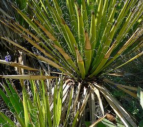 four great low maintenance plant ideas for your garden, flowers, gardening, succulents, Yucca