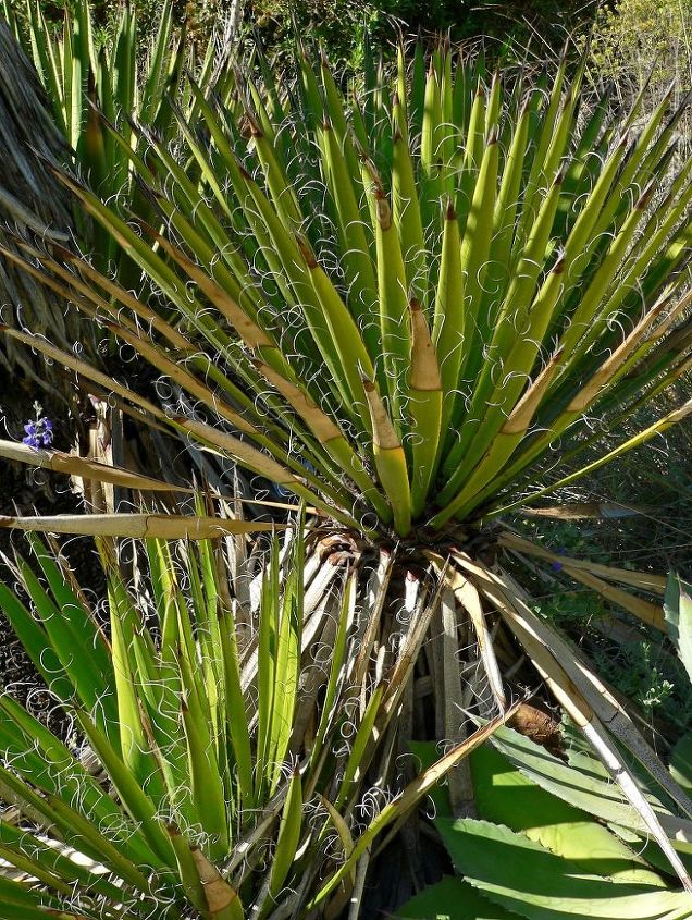 quatro timas ideias de plantas de baixa manuteno para o seu jardim, Yucca