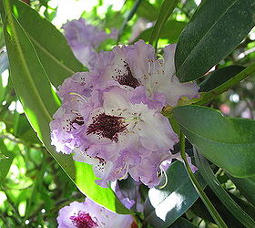 how do i propagate rhododendron cuttings and how to move plants