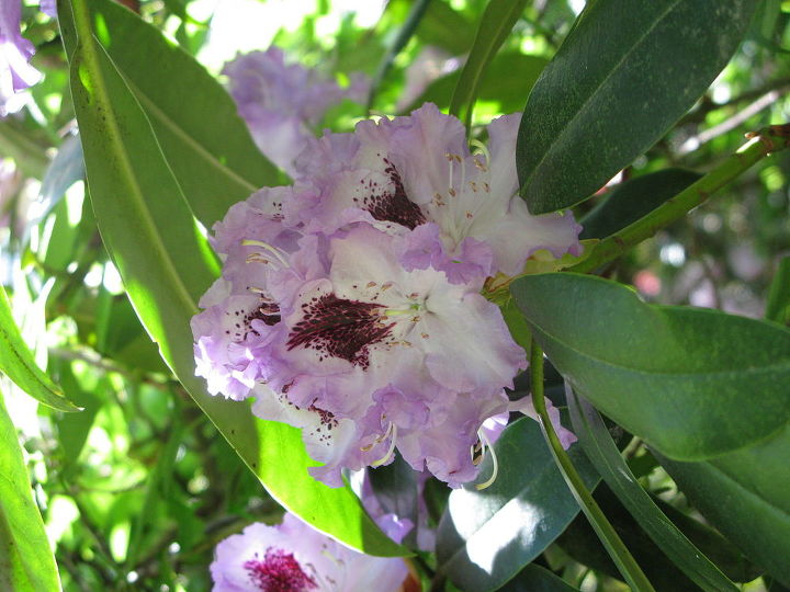 how do i propagate rhododendron cuttings and how to move plants