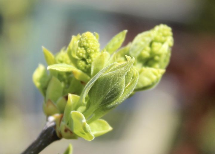 anticipating some blooms in my spring garden, flowers, gardening, A new lilac transplanted last year is showing off it s buds don t know if it s white or pink