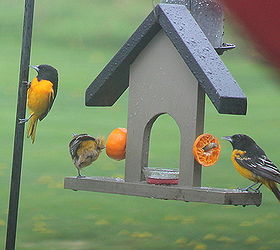 feeding the orioles, outdoor living, pets animals