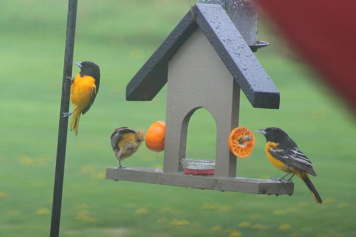 feeding the orioles, outdoor living, pets animals
