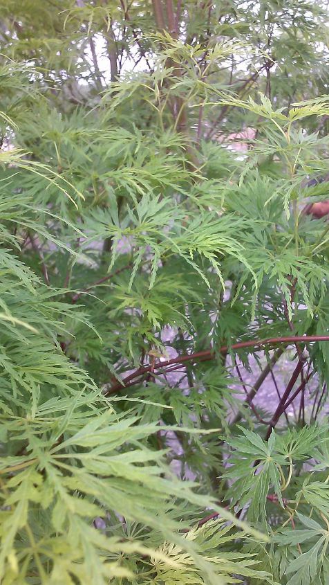 my love affair, Seiryu