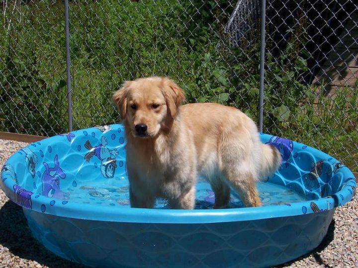 how do you share your yard with your pet, outdoor living, most dogs love a pool of their own especially on those very hot days