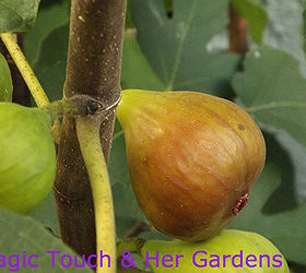 fig trees their fruit, gardening, My first Fig of 2013 and boy was it good