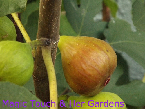 fig trees their fruit, gardening, My first Fig of 2013 and boy was it good