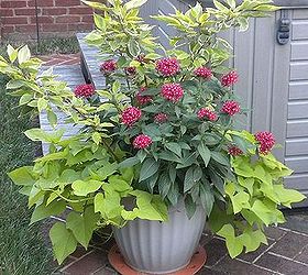 plan now annual flower containers, container gardening, flowers, gardening, Red twig dogwood overwintered potato vine pentas