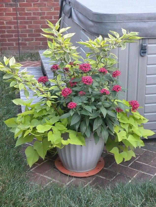 plan now annual flower containers, container gardening, flowers, gardening, Red twig dogwood overwintered potato vine pentas
