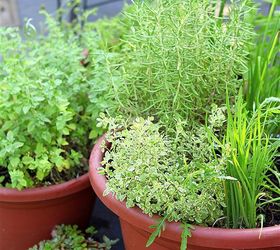 grow your own perennial container herb garden, container gardening, flowers, gardening, perennials, This beautiful year round garden can be put together with just a few basics in mind Picking a large plastic pot will help protect the plants roots during the colder winter months