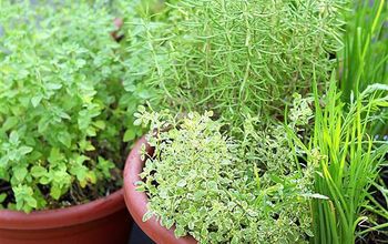 Grow Your Own Perennial Container Herb Garden