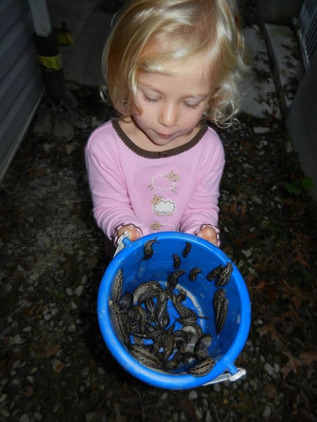 slugs taste like chocolate to a duck, gardening, pest control, Our slug problem before ducks