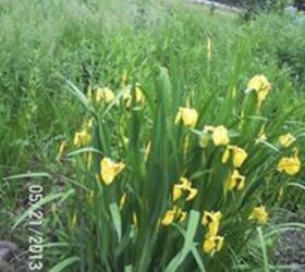 just some of the flowers in our yard, flowers, gardening, Wild Yellow Iris