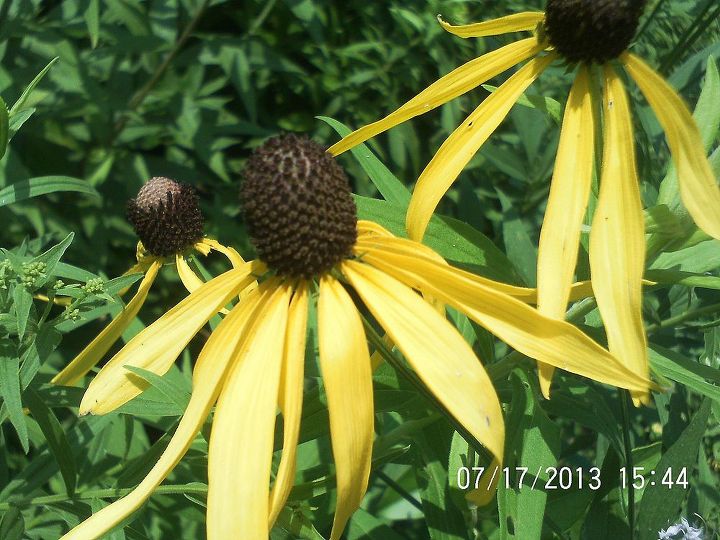 just some of the flowers in our yard, flowers, gardening, Coneflower