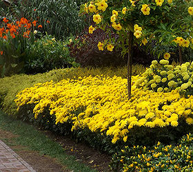 longwood gardens in the rain, gardening, Yellow provided the Sunshine absent on a rainy day And I am not really sure why it looks as if the sun was shining on this spot in the Gardens The rain told us different