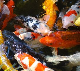 koi bring color activity and tranquility to the landscape, outdoor living, ponds water features, Koi Feeding frenzy
