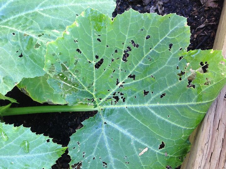 what s eating my zucchini leaves