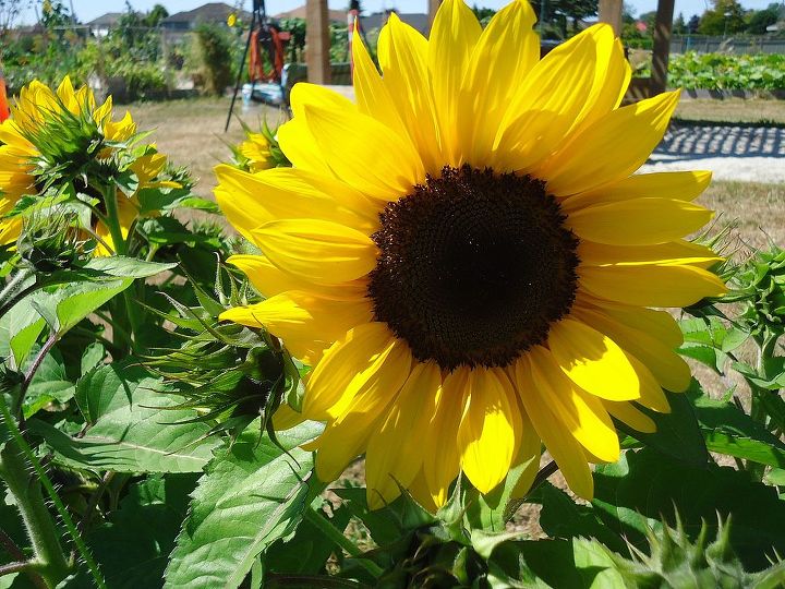 sunflower summer, gardening, Sunflower being grown in trial gardens
