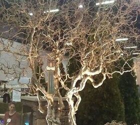 pics from 2013 southeastern flower show in atlanta, flowers, gardening, Is this the coolest tree or what Contorted Filbert
