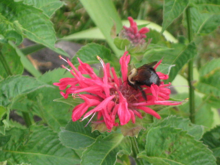 lily amp bee balm w bee on it, gardening