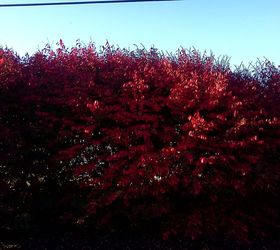 some fall color thoughts to brighten your day, gardening, seasonal holiday decor, Burning Bush brilliant red fall color and lovely structure underneath when they finally do lose their leaves