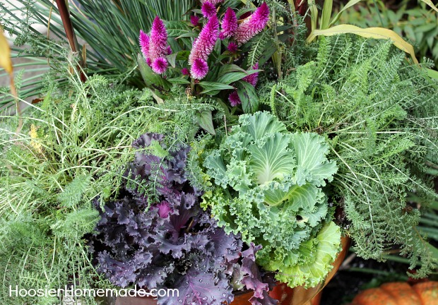 container garden for fall, container gardening, flowers, gardening, perennials, seasonal holiday d cor, Some of the plants are perennials and can be planted in the ground for next year