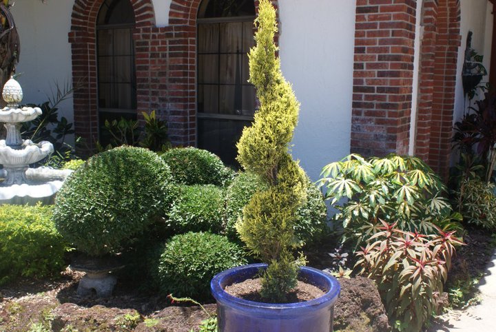 kalanchoee elkhorn type grayish foliage that feels exactly like velvet in a pot near, gardening, Golden Spiral Juniper in front of the Garden Rebel s house