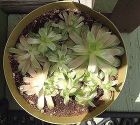 hens and chicks plants, Today s photo