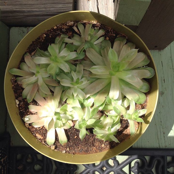 hens and chicks plants, Today s photo