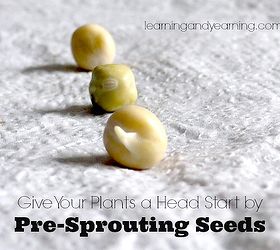 give your plants a head start by pre sprouting, gardening