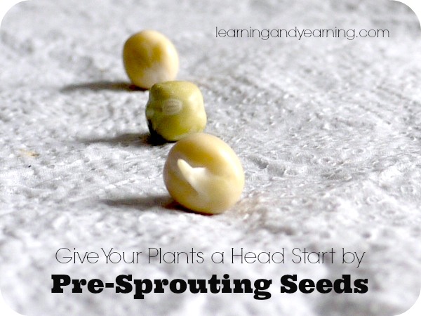 give your plants a head start by pre sprouting, gardening