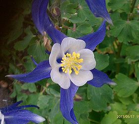 flowers blooming in gardens 6 1 13, flowers, gardening, Awesome pic of Columbine new this yr
